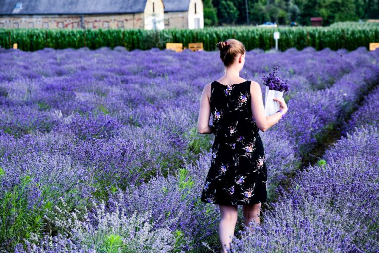 lavender essential oil