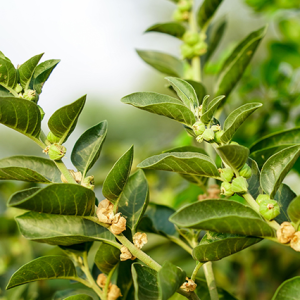 Health Benefits of Ashwagandha