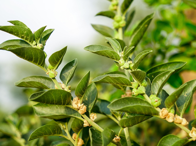 Ashwagandha health benefits