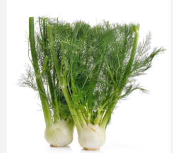 Fennel plant- health benefits of fennel seeds